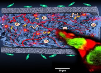 Scientists has created a biodegradable – synthetic conduit that repairs large gaps in injured nerves