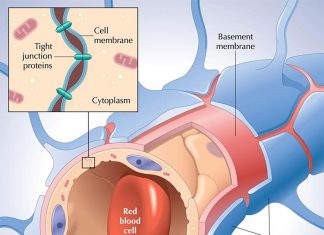 To better treat people with depression we must restore proper functioning of the blood-brain barrier