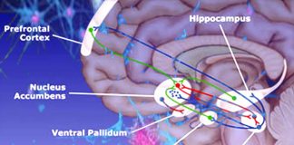 Brain – The ventral pallidum area control positive and negative motivations