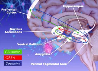 Brain – The ventral pallidum area control positive and negative motivations