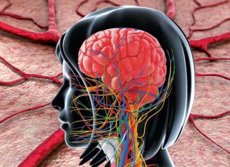 Arteries in the brain regulate neurovascular coupling in response to neural activity