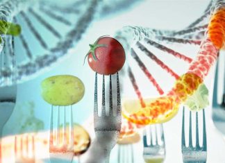 Calorie restricted diets reduce inflammation – delay the onset of age-related diseases – extend lifespan