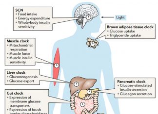 Circadian clock system : the perturbation of pancreatic cellular clocks promote the onset of diabetes
