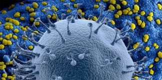 REPORT Coronavirus: what is it and how does it spread ?