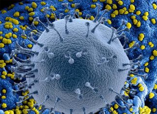 REPORT Coronavirus: what is it and how does it spread ?