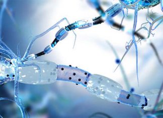 Dopaminergic neurons in the striatum could have implications for treating Parkinson’s disease and Tourette syndrome