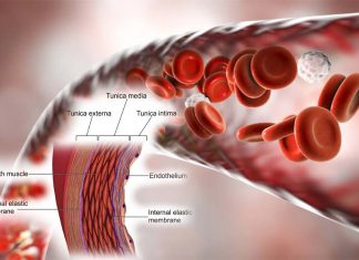 Fat around our arteries may play an important role in keeping those blood vessels healthy