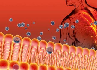Mechanical pain : discovered a protein in the membrane of sensory neurons involved in pain feeling