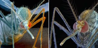 Mosquitoes : researchers discovered how they find human to bite