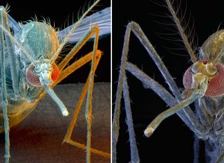Mosquitoes : researchers discovered how they find human to bite