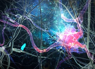 Single neurons can act as coordinators by selectively combining the activity of different neuronal groups at each moment