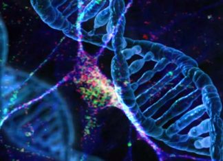 The presence of some of the blood’s molecules may predict autism risk years before symptoms appear