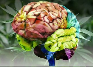 New insights into cannabis dependence