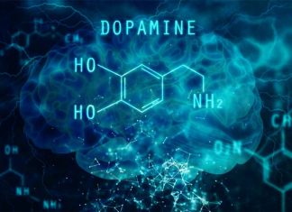 Dopamine may play a role in activating immune cells to migrate in the early stages of infection