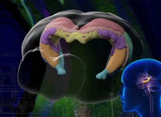 Researchers finds a link between blood supply to the hippocampus and cognitive performance