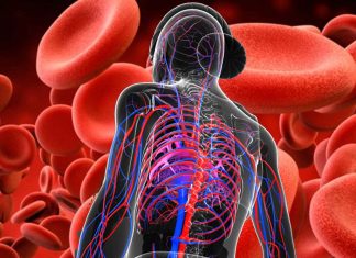 Researchers find a link between loss of the smallest blood vessels in muscle and difficulties moving