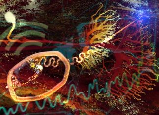 Neuroengineers have created an ultra-small – wireless – battery-free device that uses light to record individual neurons