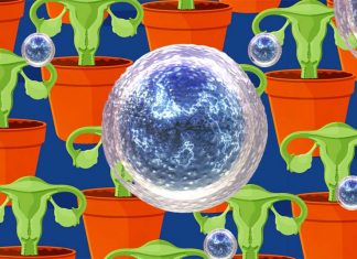 Researchers reverse the aging process and restore egg fertility in females