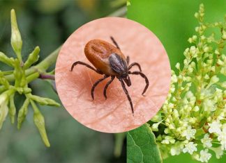 Ethnobotanical plant extracts show strong activity against Lyme disease
