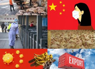 REPORT Cina : Al Coronavirus si aggiunge Aviaria – Peste Suina – Locuste