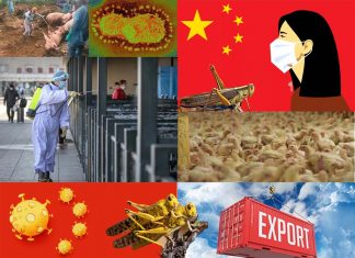 REPORT China: At the Coronavirus is added bird flu – swine fever – locusts