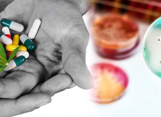 Combination of CBD and antibiotics may be a novel treatment of infections with antibiotic resistant bacteria