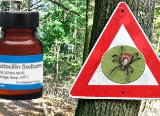 Lyme : drug azlocillin completely kills off the disease-causing bacteria Borrelia burgdorferi