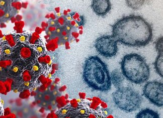 Researchers use VirScan to learn about how the COVID-19 virus affects the immune system