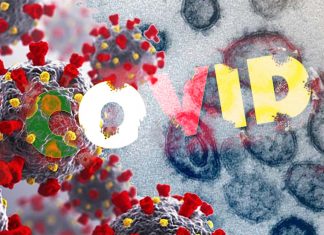 I ricercatori usano VirScan per scoprire come il virus COVID-19 influenza il sistema immunitario