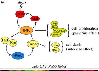 Genetically preventing apoptosis during brain growth allows zombie cells to develop into functioning neurons
