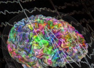 Researchers find that the brain motor regions for the hand also connect to the whole body