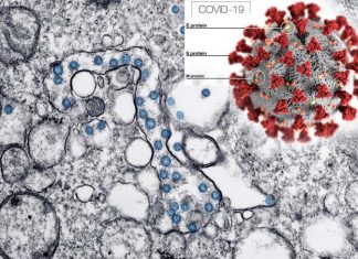 Researchers have sequenced their first two genomes of COVID-19 from samples of patients in the UK