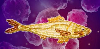 No demonstrable value in omega 3 oil supplements for the prevention or treatment of cancer