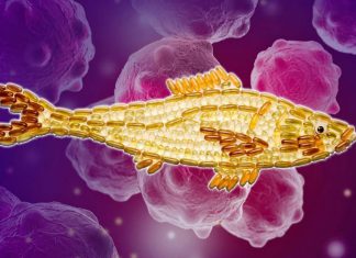 No demonstrable value in omega 3 oil supplements for the prevention or treatment of cancer