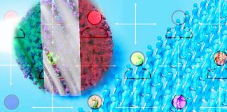 COVID-19: L’allontanamento sociale si oppone alla nostra reazione naturale ai rischi incombenti – i contatti sociali non sono un extra