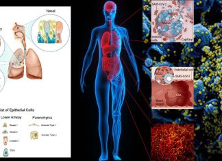 COVID-19 : cells in the lungs, nasal passage and intestines appear to be the main targets for SARS-CoV-2