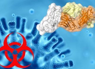 An antibody recovered from a survivor of the SARS epidemic has revealed a potential vulnerability of COVID-19