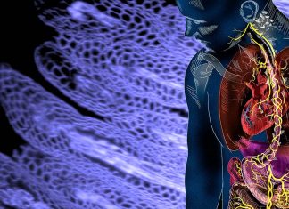 Enteric neurons appear to play a key role in the development of Parkinson’s disease
