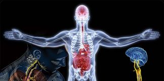 Gut-brain axis : a biological reality in which the gut communicates with the entire brain through cross-talking neurons
