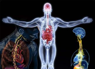 Gut-brain axis : a biological reality in which the gut communicates with the entire brain through cross-talking neurons