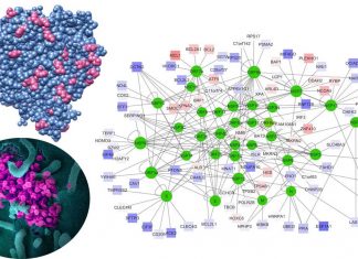 New map show how COVID-19 spreads throughout the body