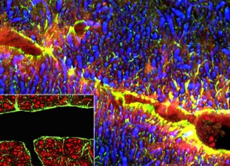 A Japanese research team has developed a cyclic peptide that enhances blood-brain barrier (BBB) penetration