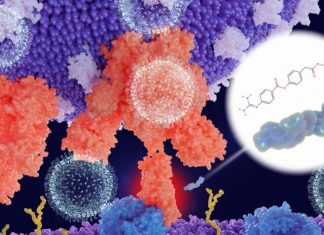 COVID-19 : Two new compounds are able to inhibit SARS-CoV-2 main protease