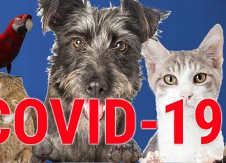 Susceptibility of domesticated animals to Covid-19