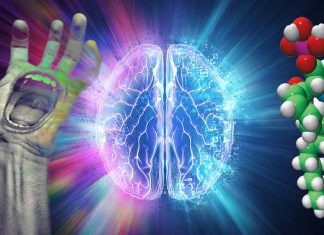 Drugs that prevent S1P degradation could be particularly effective in treating schizophrenia
