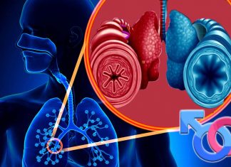 How does sex affect airway disorders such as asthma and chronic obstructive pulmonary disease (COPD)?