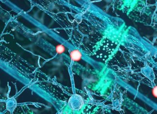 Alzheimer’s disease : Nilotinib appears to aid in the clearance of accumulated beta-amyloid plaques and Tau tangles in neurons