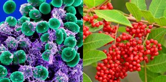 Scientists have identified specific compounds from the Brazilian peppertree that reduce the virulence of antibiotic-resistant staph bacteria