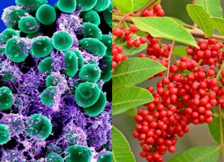 Scientists have identified specific compounds from the Brazilian peppertree that reduce the virulence of antibiotic-resistant staph bacteria