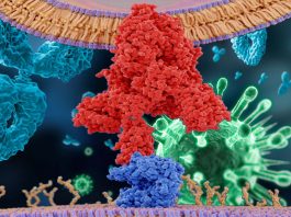 COVID-19: A unique feature has been discovered that could explain why it is so transmissible among people